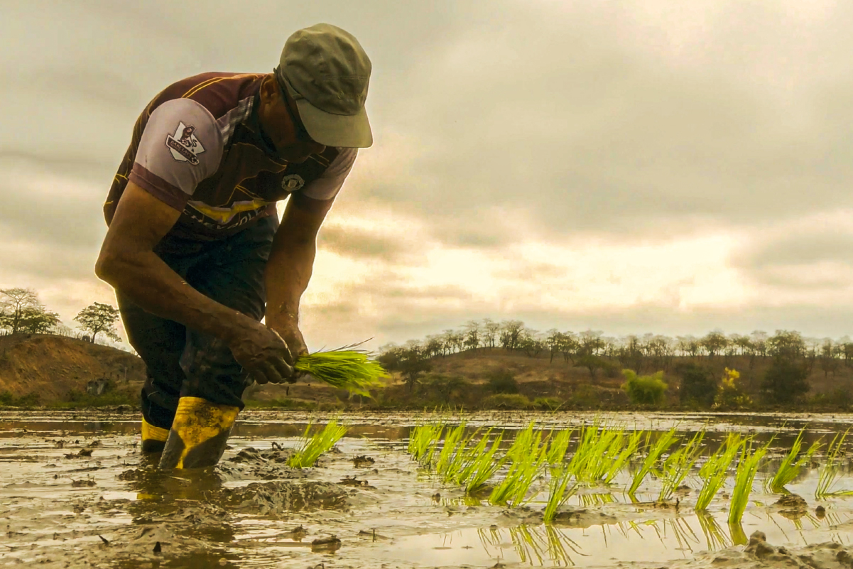 WFP – Ver más